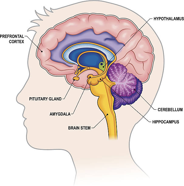 ilustraciones, imágenes clip art, dibujos animados e iconos de stock de cerebro sección transversal con etiquetas - cerebelo