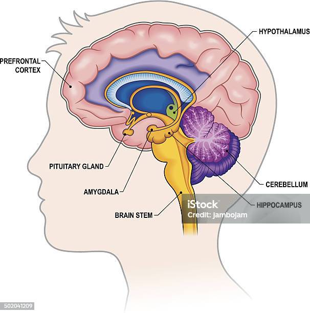 Brain Crosssection With Labels Stock Illustration - Download Image Now - Amygdala, Prefrontal Cortex, Brain Stem
