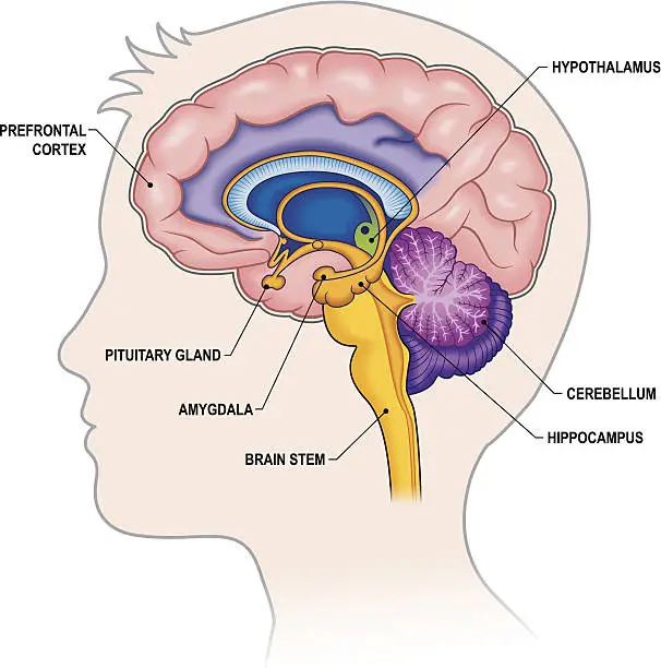 Vector illustration of Brain Cross-section with labels