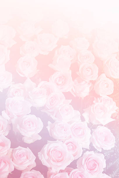 istock bunch of blooming rose (color filter and soft focus) 502041222