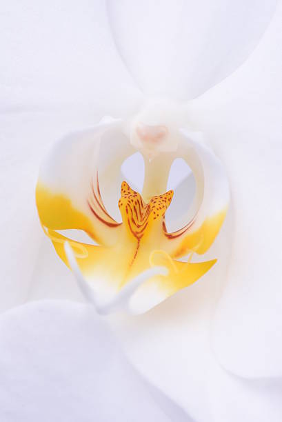 istock Macro of white orchid flower 502041310