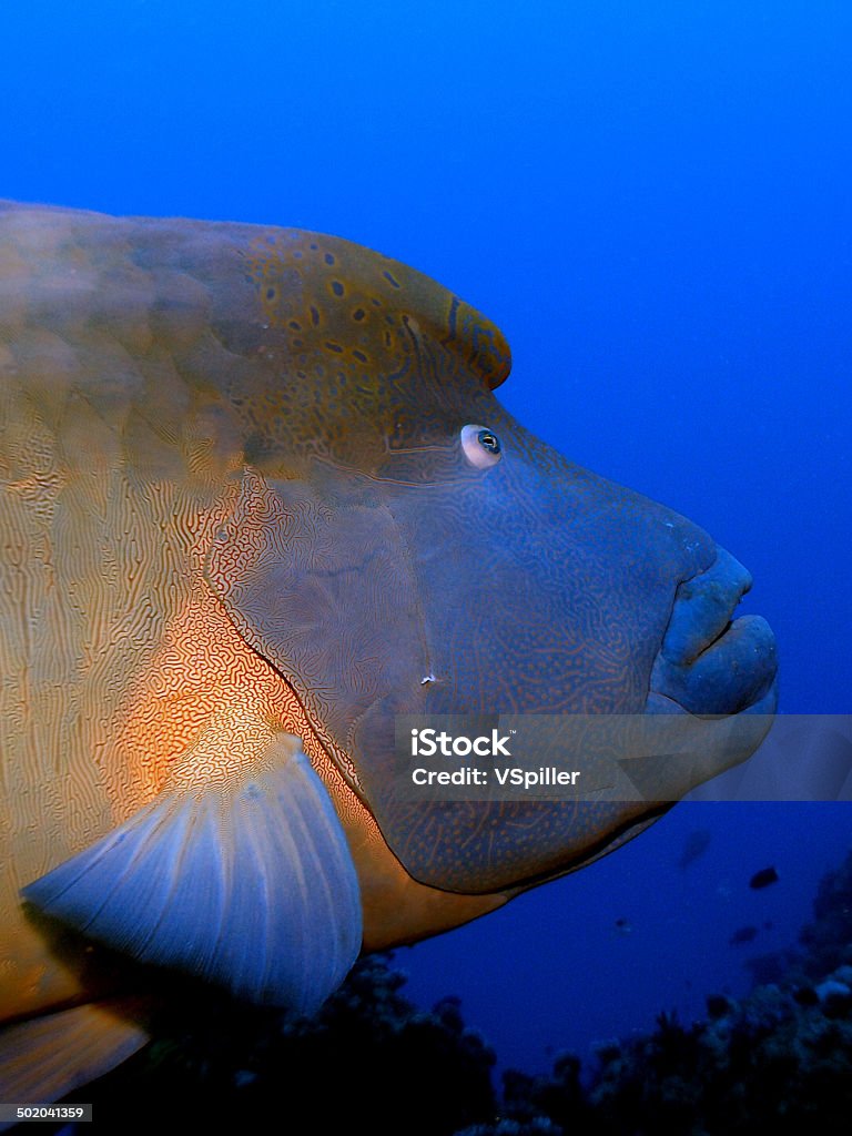 Napoleon wrasse in the Red Sea Close up of the head of a napoleon wrasse Aquatic Organism Stock Photo