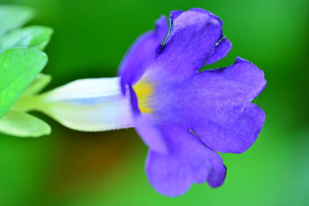 istock Thunbergia Vogeliana 502042332
