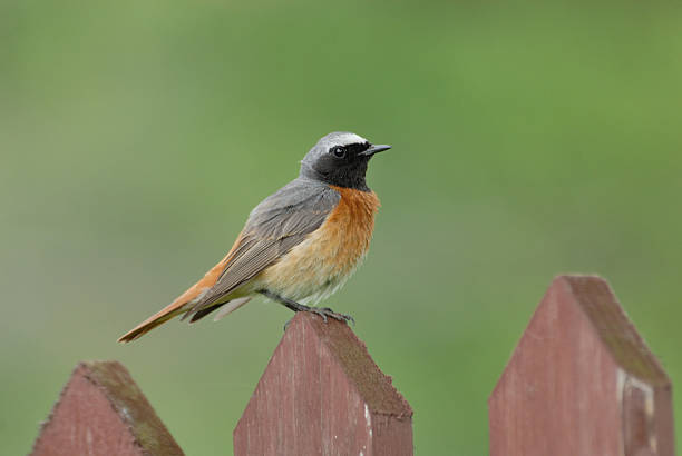 istock Perching male Redstart at the fence 502045388