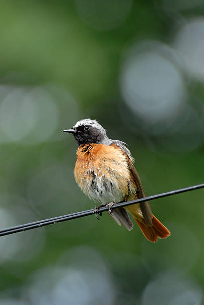 istock Perching wet male Redstart at the wire 502045450