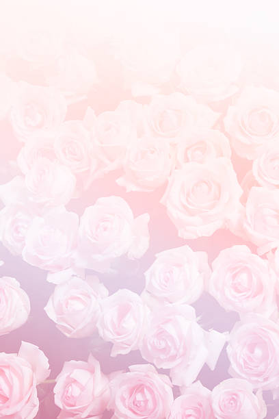 istock bunch of blooming rose (color filter and soft focus) 502046662