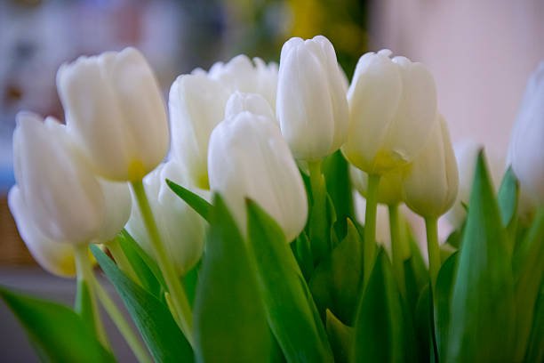 Close up colorful beautiful tulips close up colorful tulips in the spring floral garden white tulips stock pictures, royalty-free photos & images
