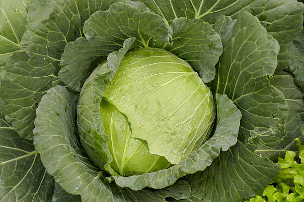 istock cabbage growing in agricultural farm 502048312