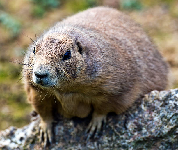 istock Face view of Prairie dog 502048720