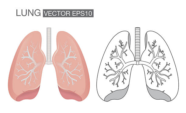 Lung vector Lung color and outline vector. Health care and medical illustration. clip art of a diagram of human lungs stock illustrations