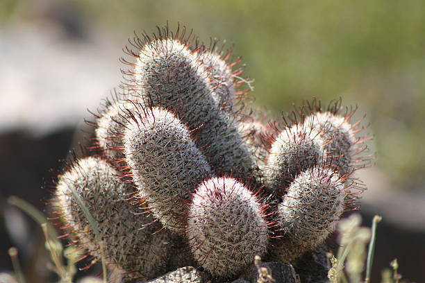 jeż kaktus ładny - single flower flower cactus hedgehog cactus zdjęcia i obrazy z banku zdjęć