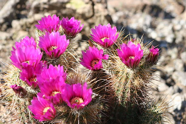 블루밍 engelmann 왜고너의 고슴도치선인장 - southwest usa cactus hedgehog cactus flower 뉴스 사진 이미지