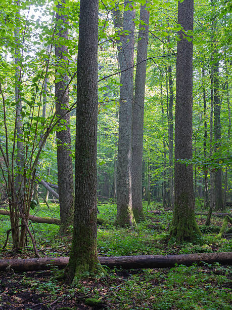 istock Summertimel misty morning in the forest 502050050