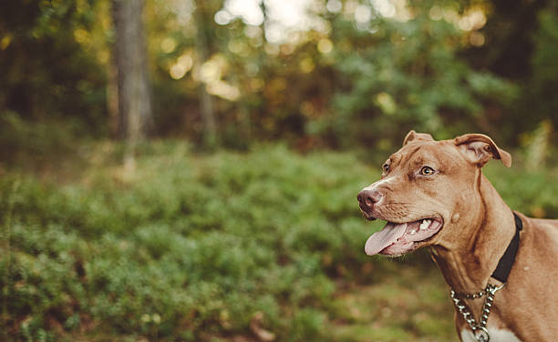 istock Cute Amstaff American Staffordshire Terrier 502050514