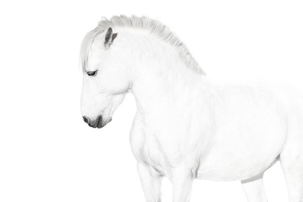 istock White horse on a white background 502050592