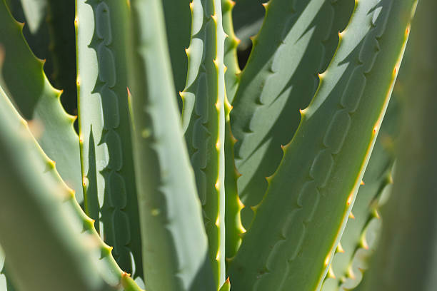 istock cactus closeup -  green agave macro 502050650