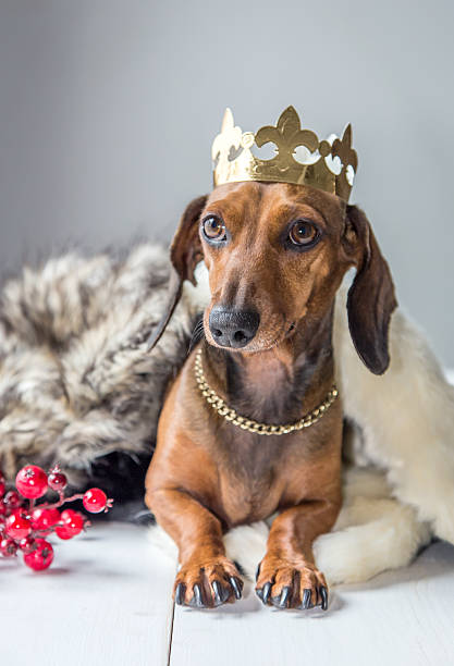 istock Dachshund red dress magician king 502050836