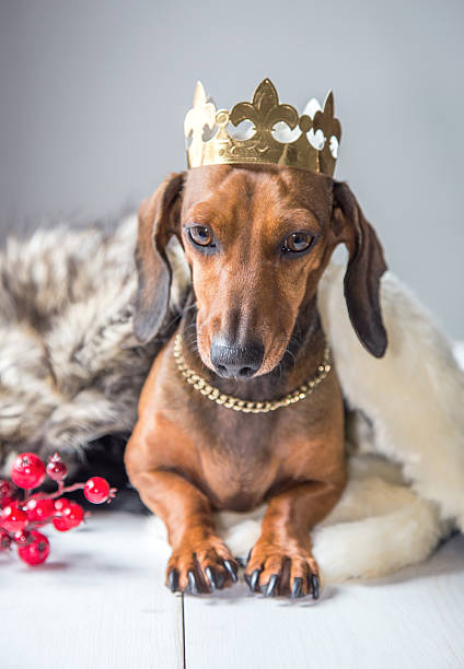 istock Dachshund red dress magician king 502051110