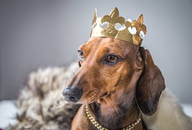 istock Dachshund red dress magician king 502051428