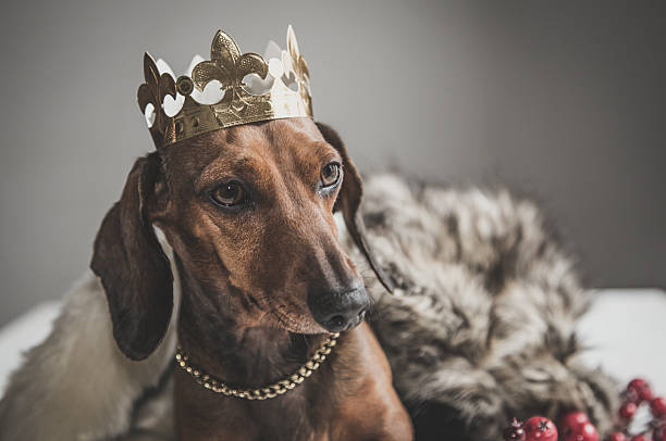 istock Dachshund red dress magician king 502051714