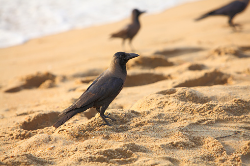 crows on marina beach sand