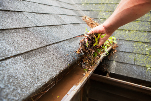 A male hand is cleaning a house roof eave copper rain gutter which is filled with plant debris and some growing plants. Some water has accumulated in the gutter and moss is growing on the background shingles.