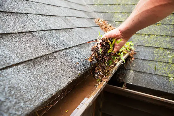 A male hand is cleaning a house roof eave copper rain gutter which is filled with plant debris and some growing plants. Some water has accumulated in the gutter and moss is growing on the background shingles.