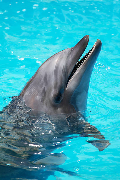istock Trained dolphin swims in the pool water 502055371