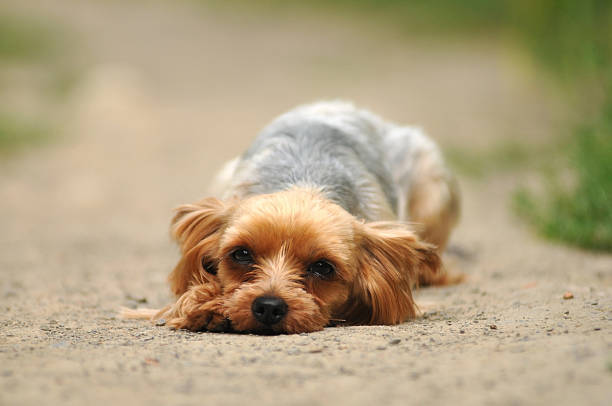 istock Sad dog lying on the road 502055931
