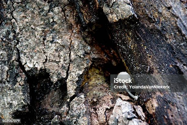 Photo libre de droit de Champignons banque d'images et plus d'images libres de droit de Afrique - Afrique, Arbre, Automne