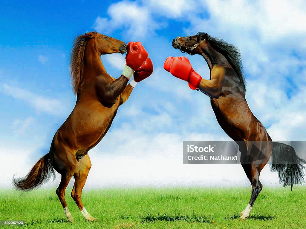 boxing horses, funny image, colourful colourful funny image of two horses boxing Boxing Glove Stock Photo