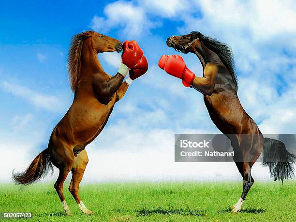 Boxing Horses Funny Image Colourful Stock Photo - Download Image Now - Boxing Glove, Two Animals, Animal Themes