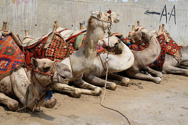 istock Camels of Cairo 502057489