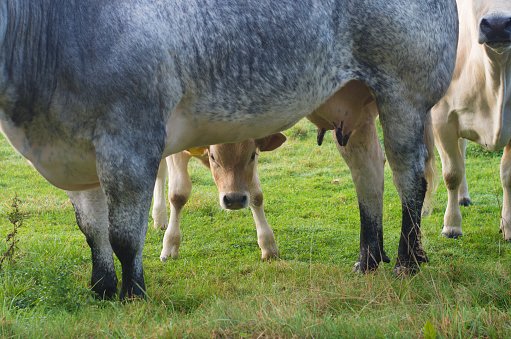 belgian blue cow with calf hiding behind her