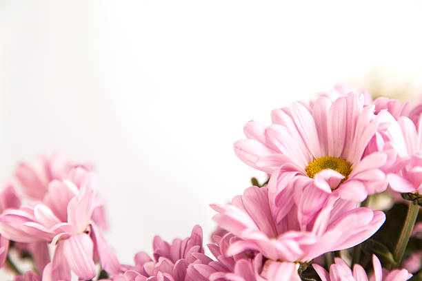 Beautiful pink chrysanthemum flowers as background isolated on white background