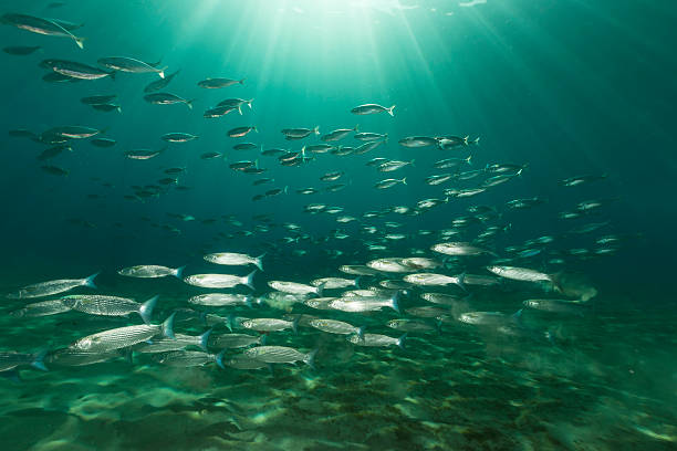 istock Mackerel and mullets in the Red Sea. 502058425