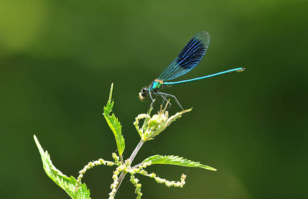 istock Banded Agrion Damselfly with lunch. 502058971