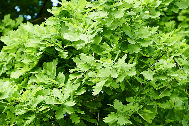 oak - rosids fotografías e imágenes de stock