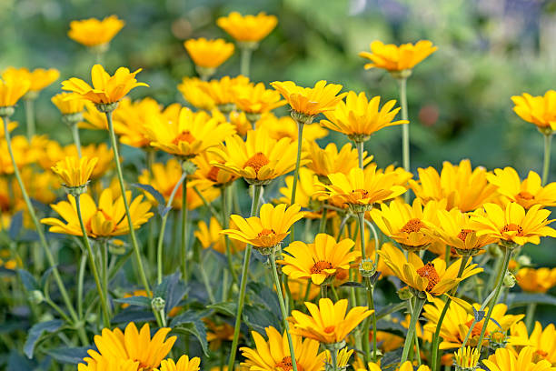 istock Background of  bright yellow daisies 502059471