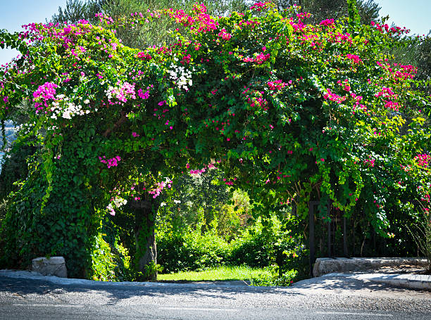 istock Beauty in Nature 502060377