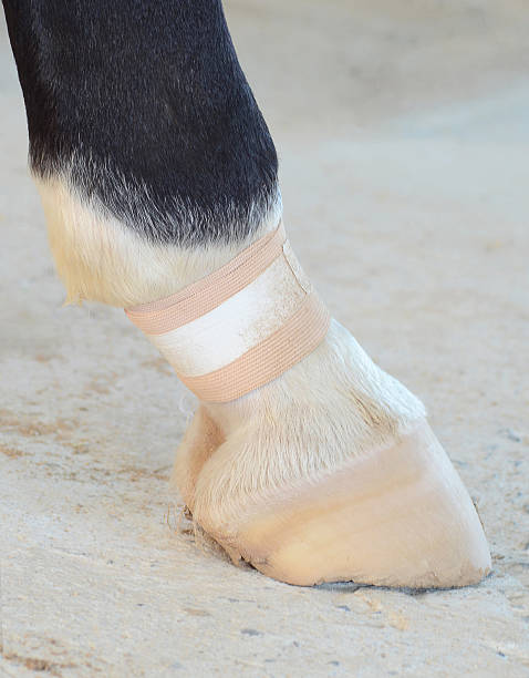 istock Foot of horse 502060797