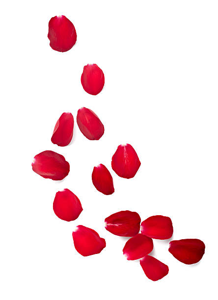 istock petals rose flower nature love 502061367