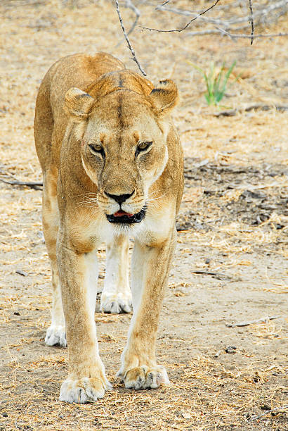 istock Lioness, Selous Game Reserve (Tanzania) 502061397