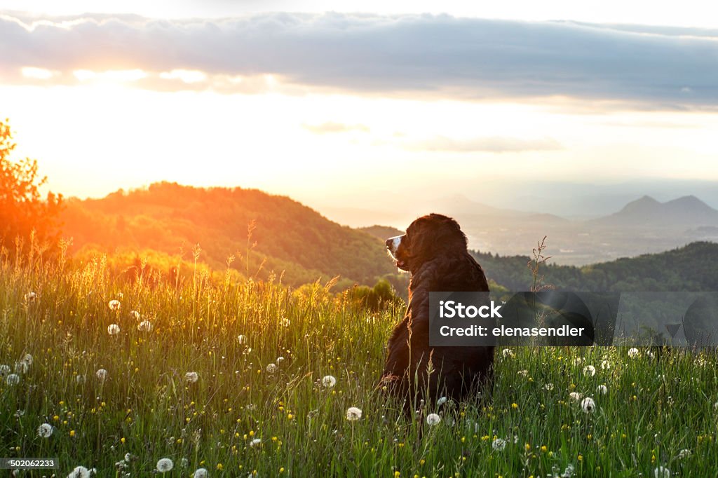 Bernese mountain dog Bernese Mountain Dog in a meadow at sunset mountains in the background. Death Stock Photo