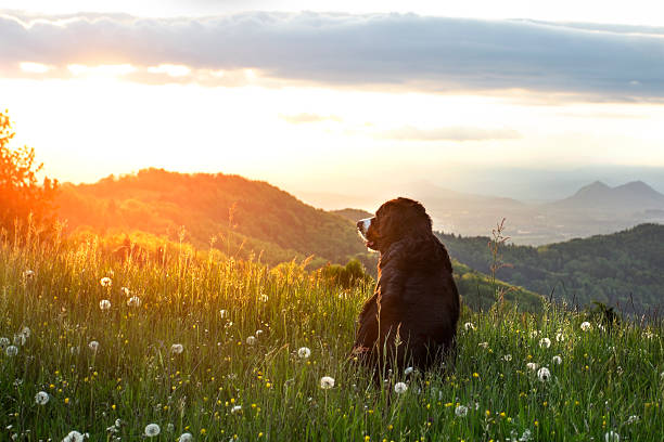 Bernese mountain dog Bernese Mountain Dog in a meadow at sunset mountains in the background. bernese mountain dog photos stock pictures, royalty-free photos & images