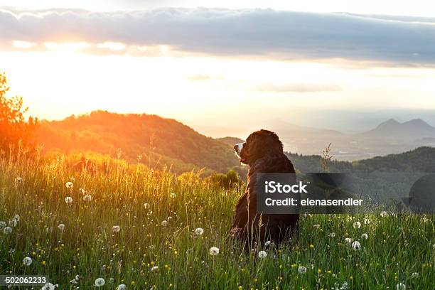 Bernese Mountain Dog Stock Photo - Download Image Now - Death, Dog, Pets