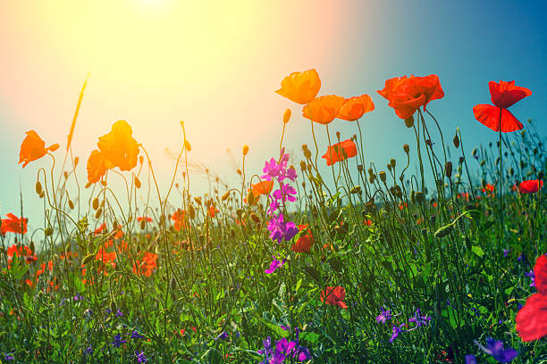 istock Poppy flowers against the sky 502064150