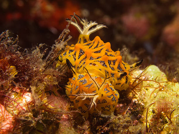 istock Sea Slug Halgerda tesellata mating 502065018