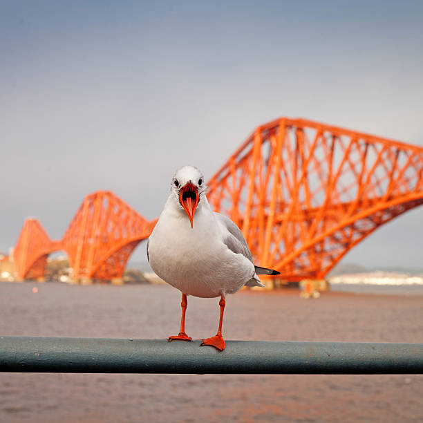 istock Firth of Forth Rail Bridge with seagul 502066684