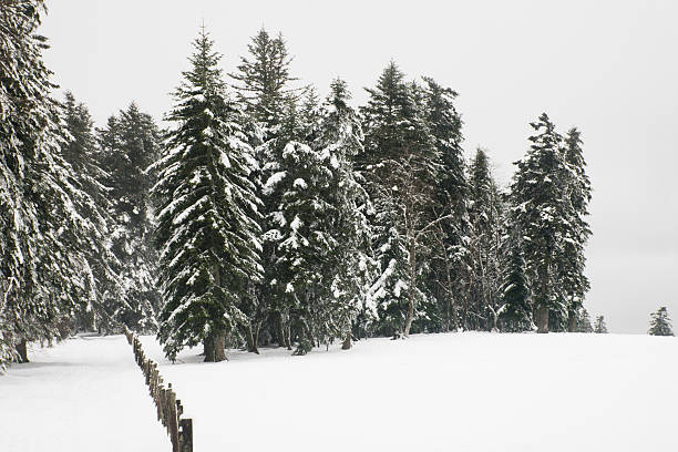 paysage d'hiver - footpath european alps fence woods imagens e fotografias de stock